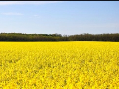 Manitoba farmland values up